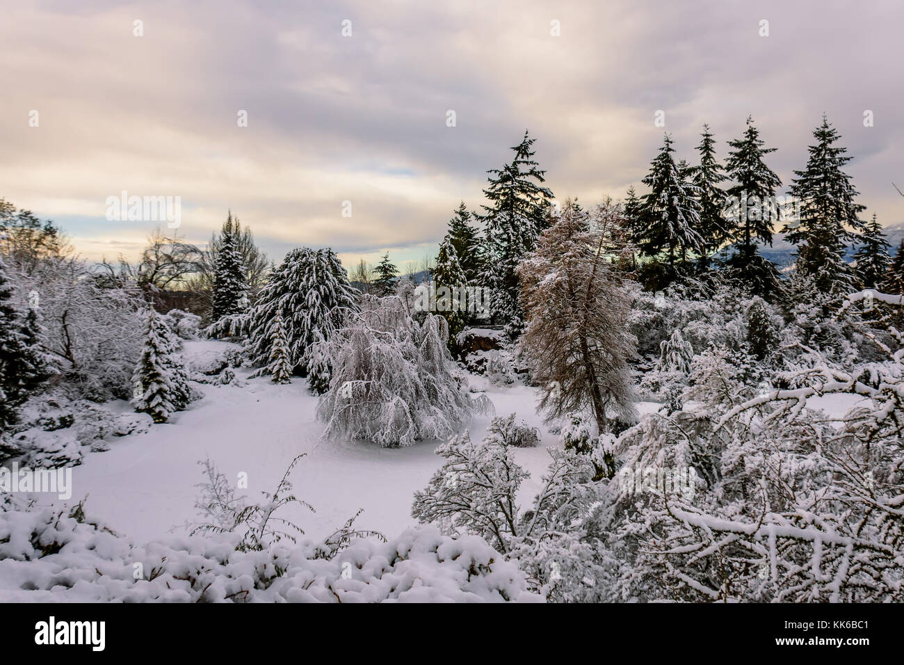 Snowy winter in a beautiful forest, branches of trees are covered with ...