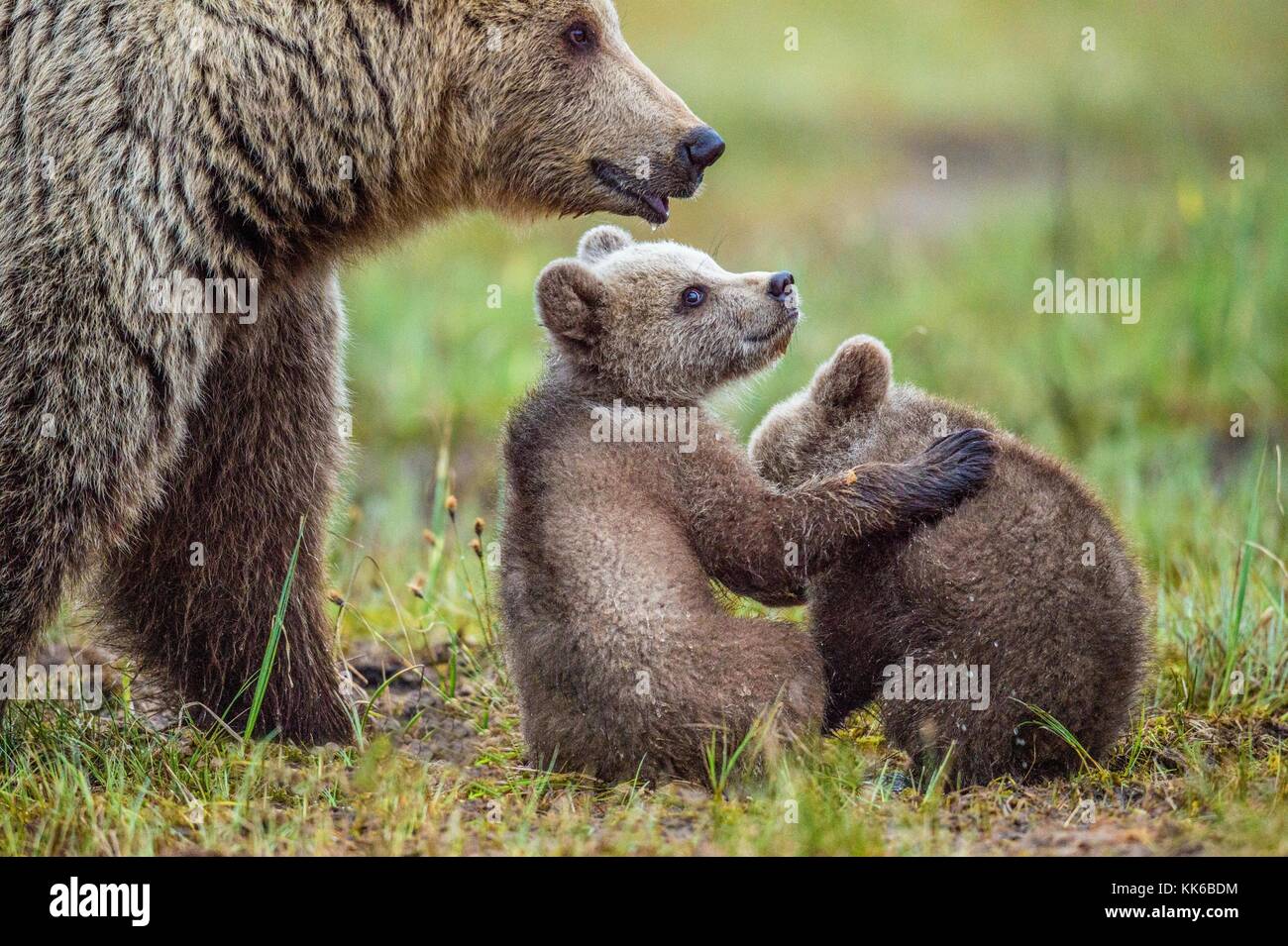 She-Bear and Cubs of Brown bear (Ursus Arctos Arctos) on the swamp in ...