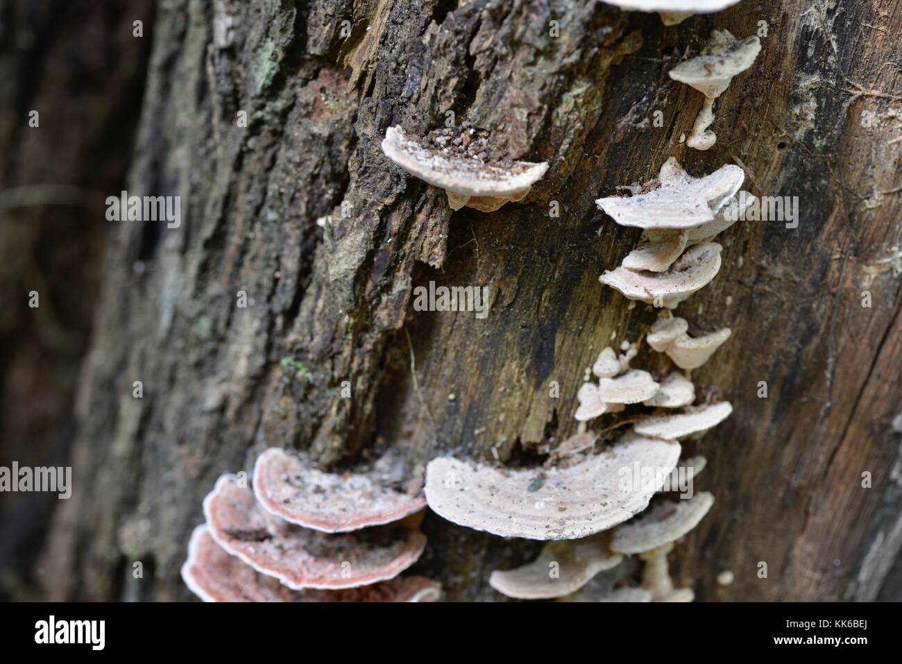 Bracket Fungus growing in Girringun National Park, Wallaman Falls, Queensland, Australia Stock Photo