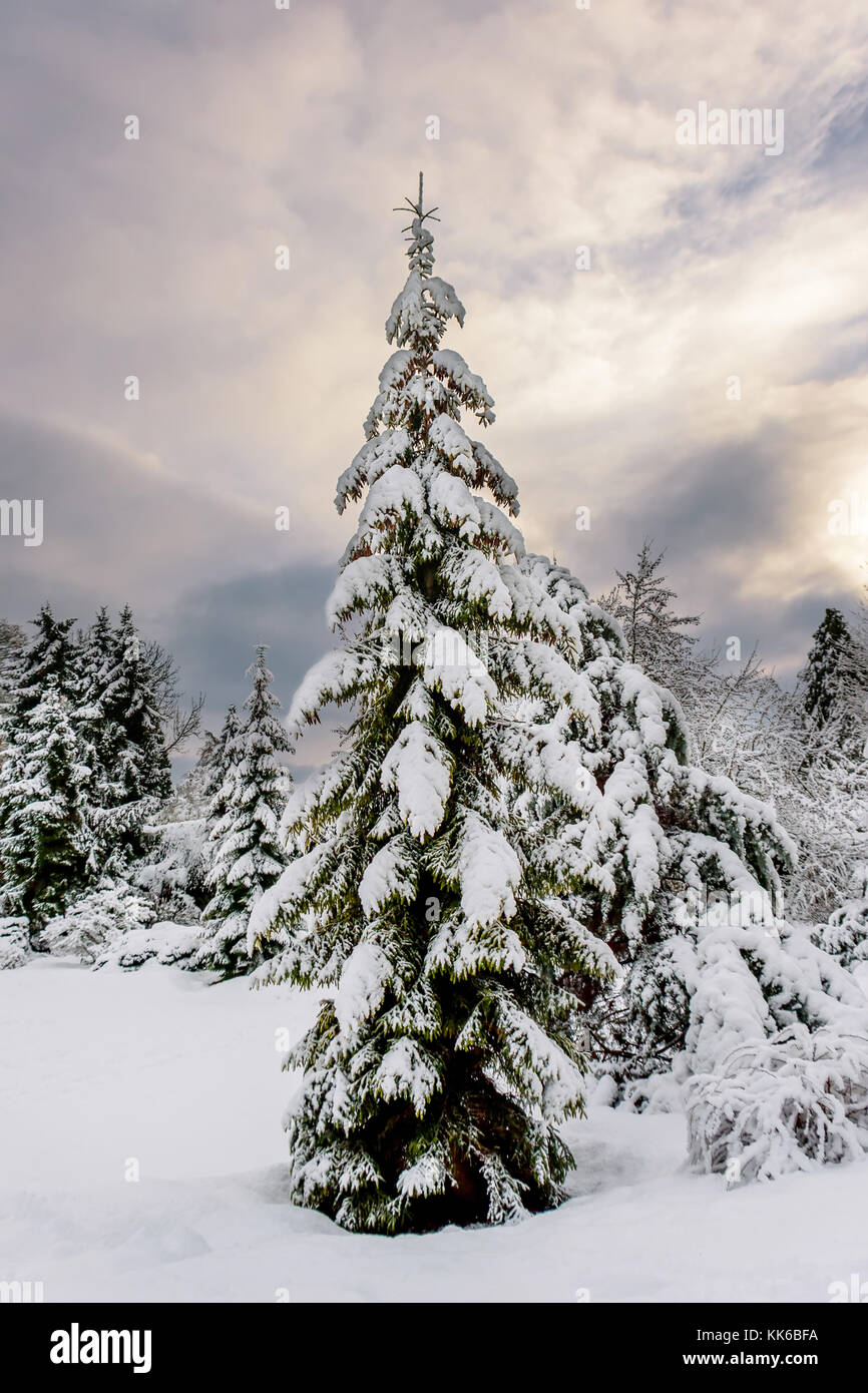 Snowy winter in a beautiful forest, branches of trees are covered with ...