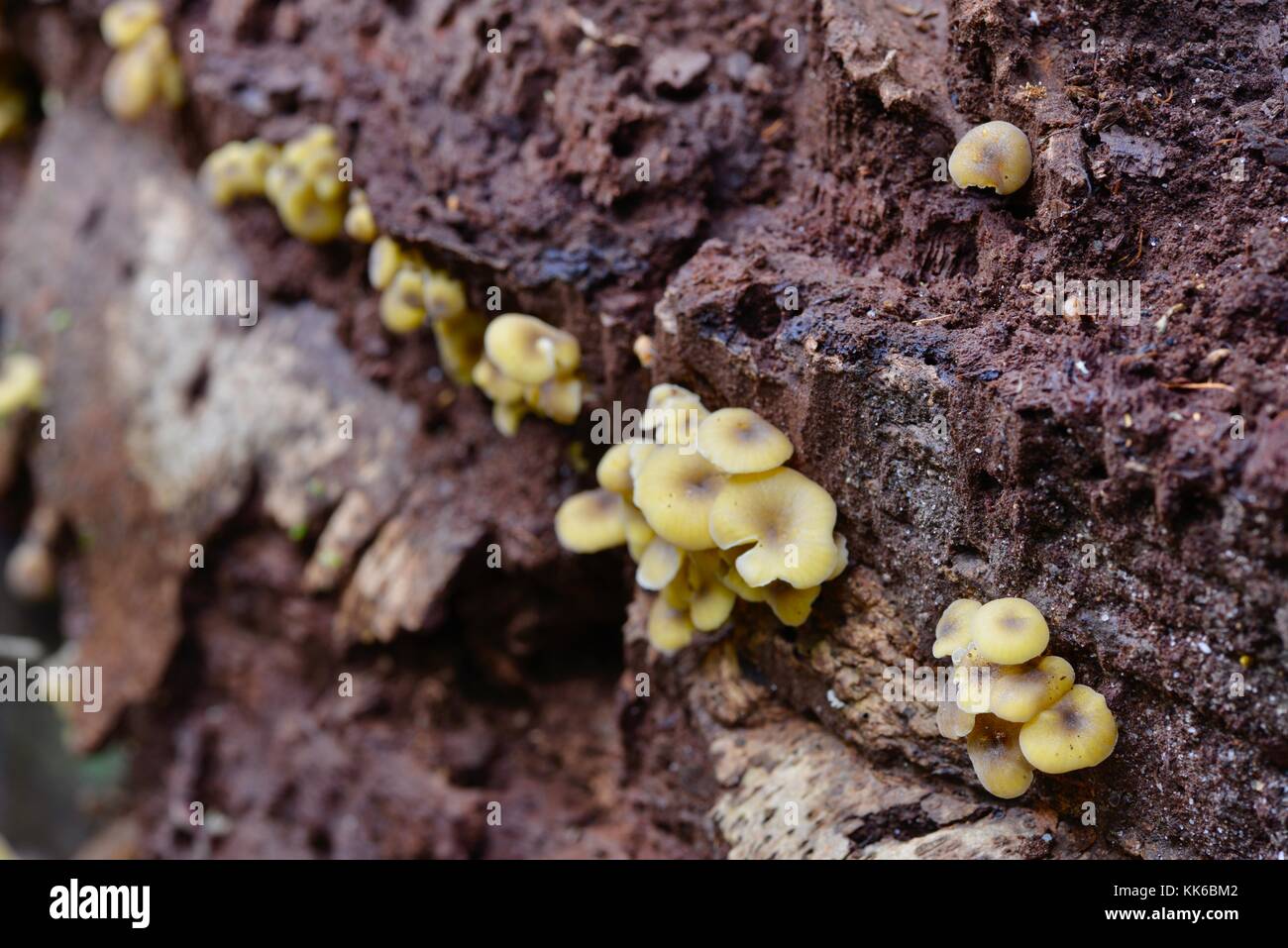 Mushrooms and toadstools growing on the forest floor in Girringun