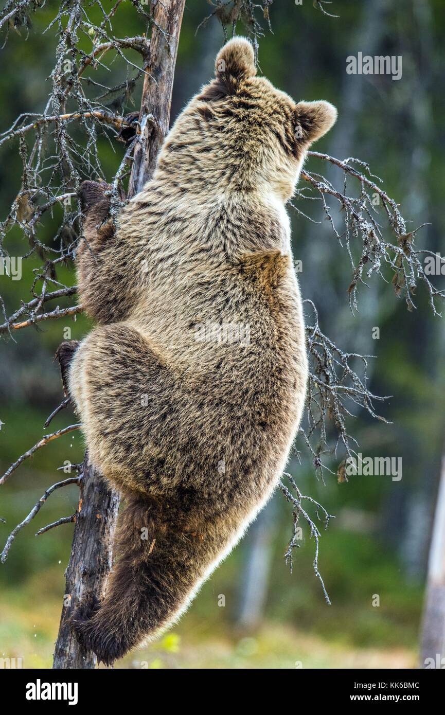 The bear cub climbing on the tree. Back view. Ursus Arctos ( Brown Bear ...