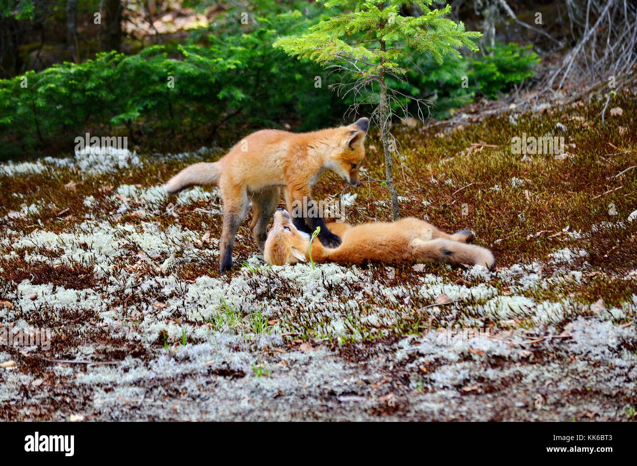 Red fox mother and kits hi-res stock photography and images - Alamy