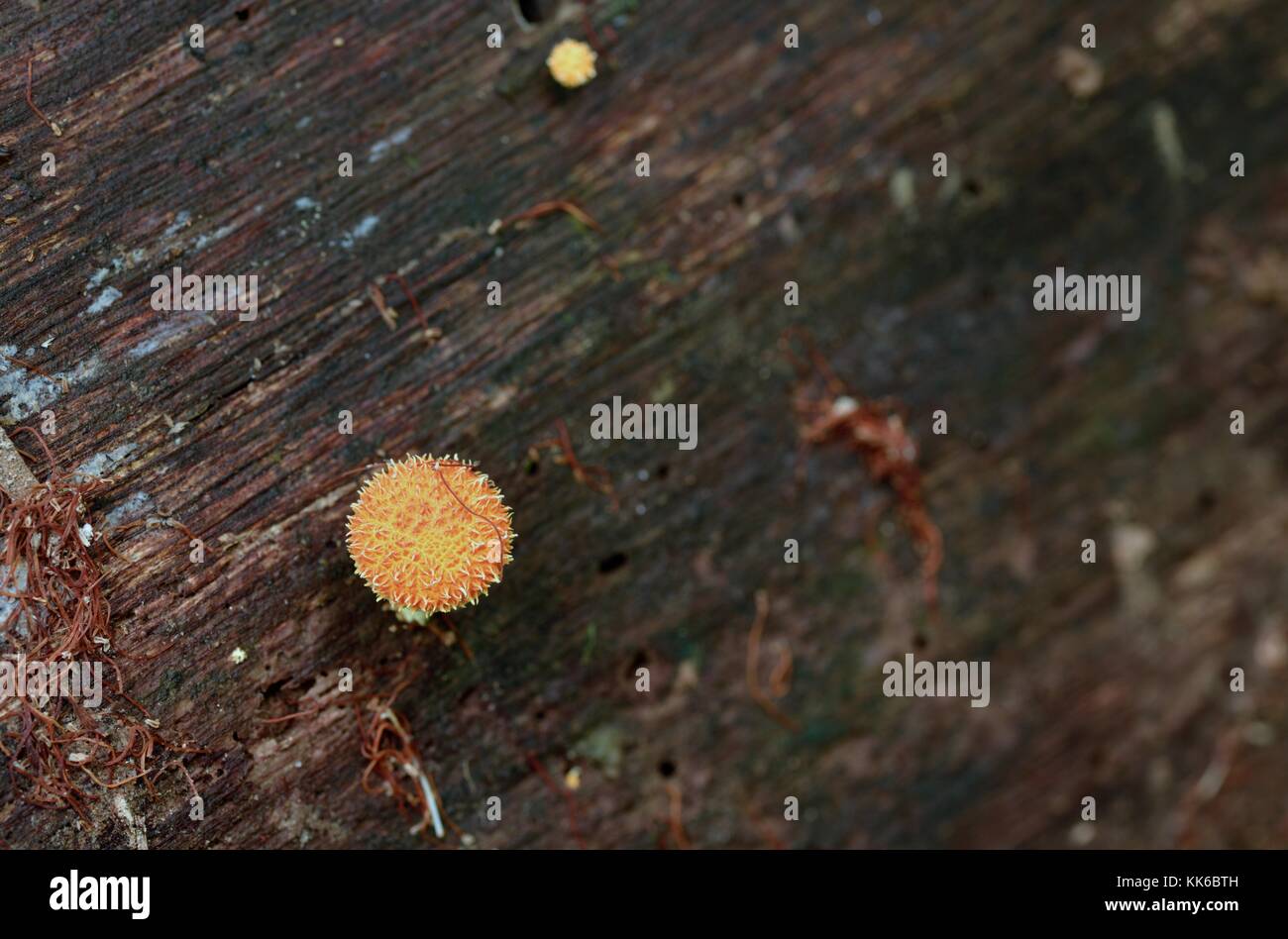 Mushrooms and toadstools growing on the forest floor in Girringun