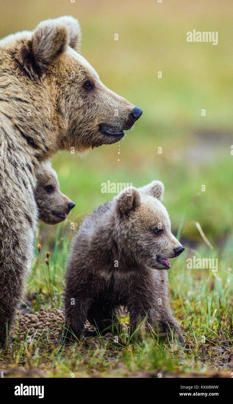 Closeup portrait of She-Bear and Cubs of Brown bear (Ursus Arctos ...