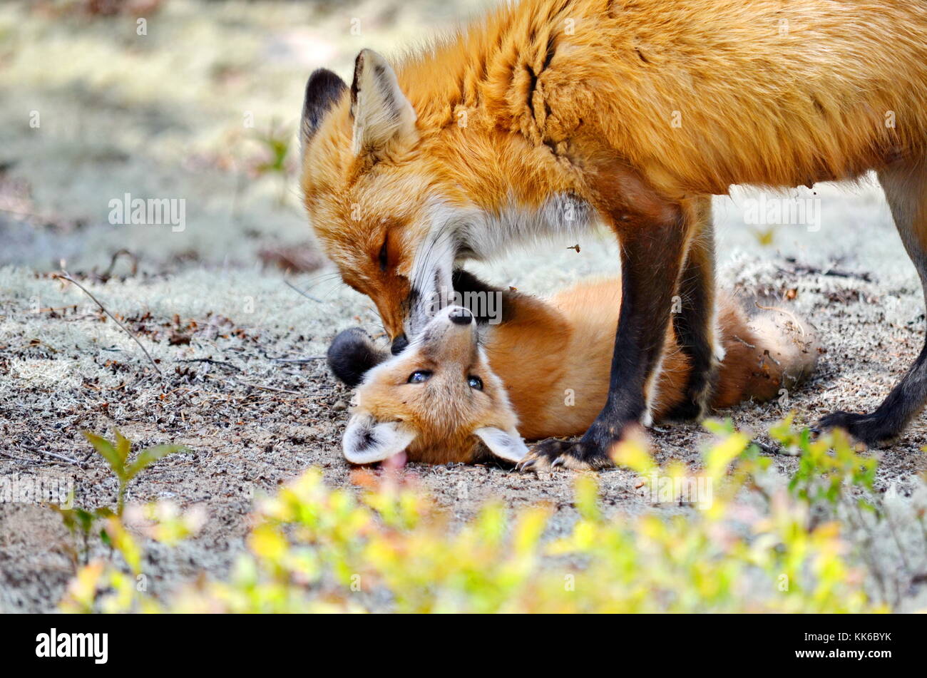 Red fox mother with kit in the wilderness Stock Photo - Alamy