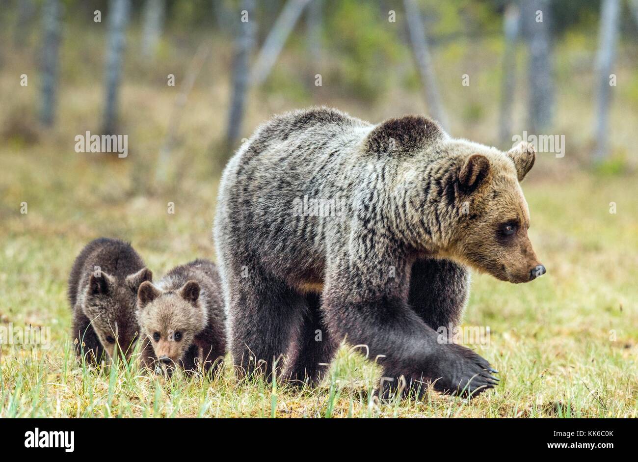 She-Bear and Cubs of Brown bear (Ursus Arctos Arctos) on the swamp in ...