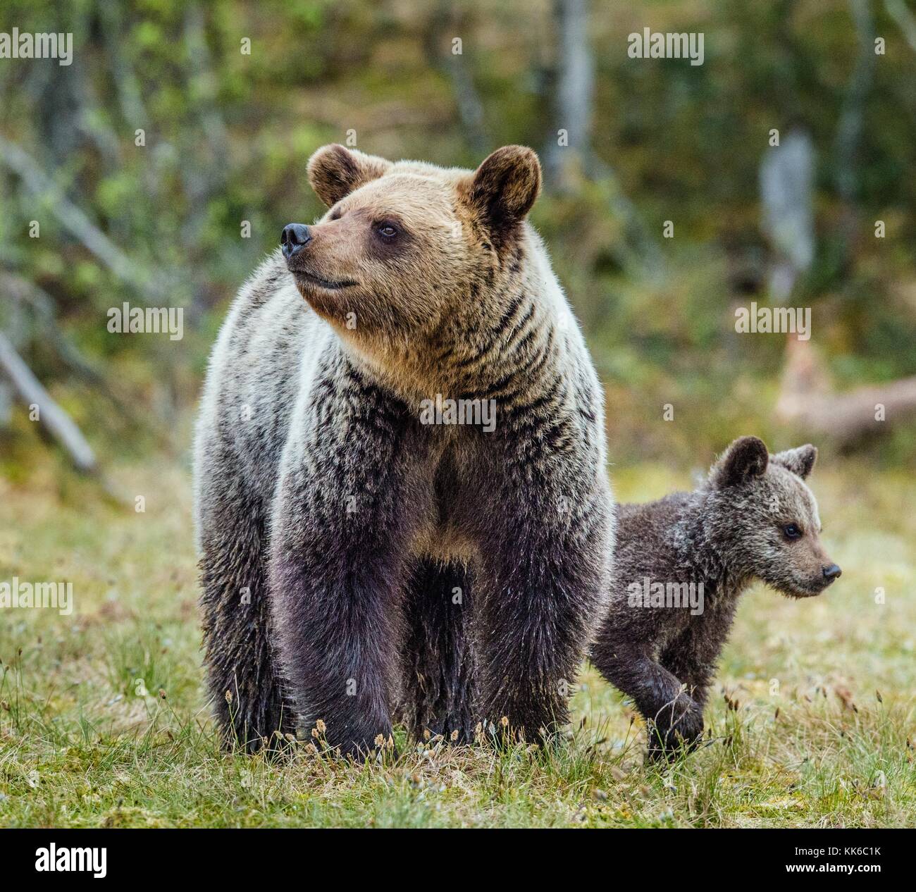 Closeup portrait of She-Bear and Cubs of Brown bear (Ursus Arctos ...