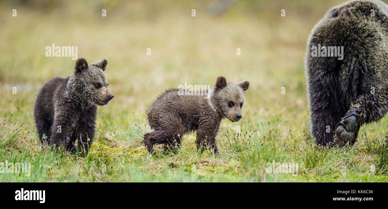 She-Bear and Cubs of Brown bear (Ursus Arctos Arctos) on the swamp in ...