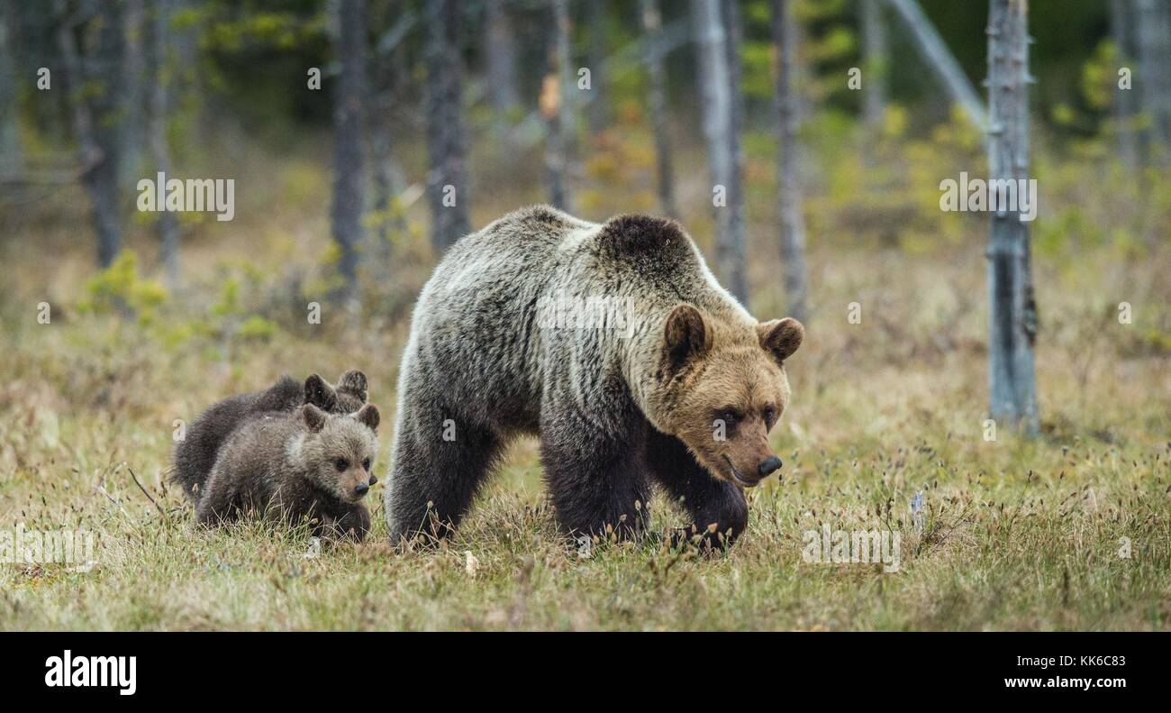 She-Bear and Cubs of Brown bear (Ursus Arctos Arctos) on the swamp in ...