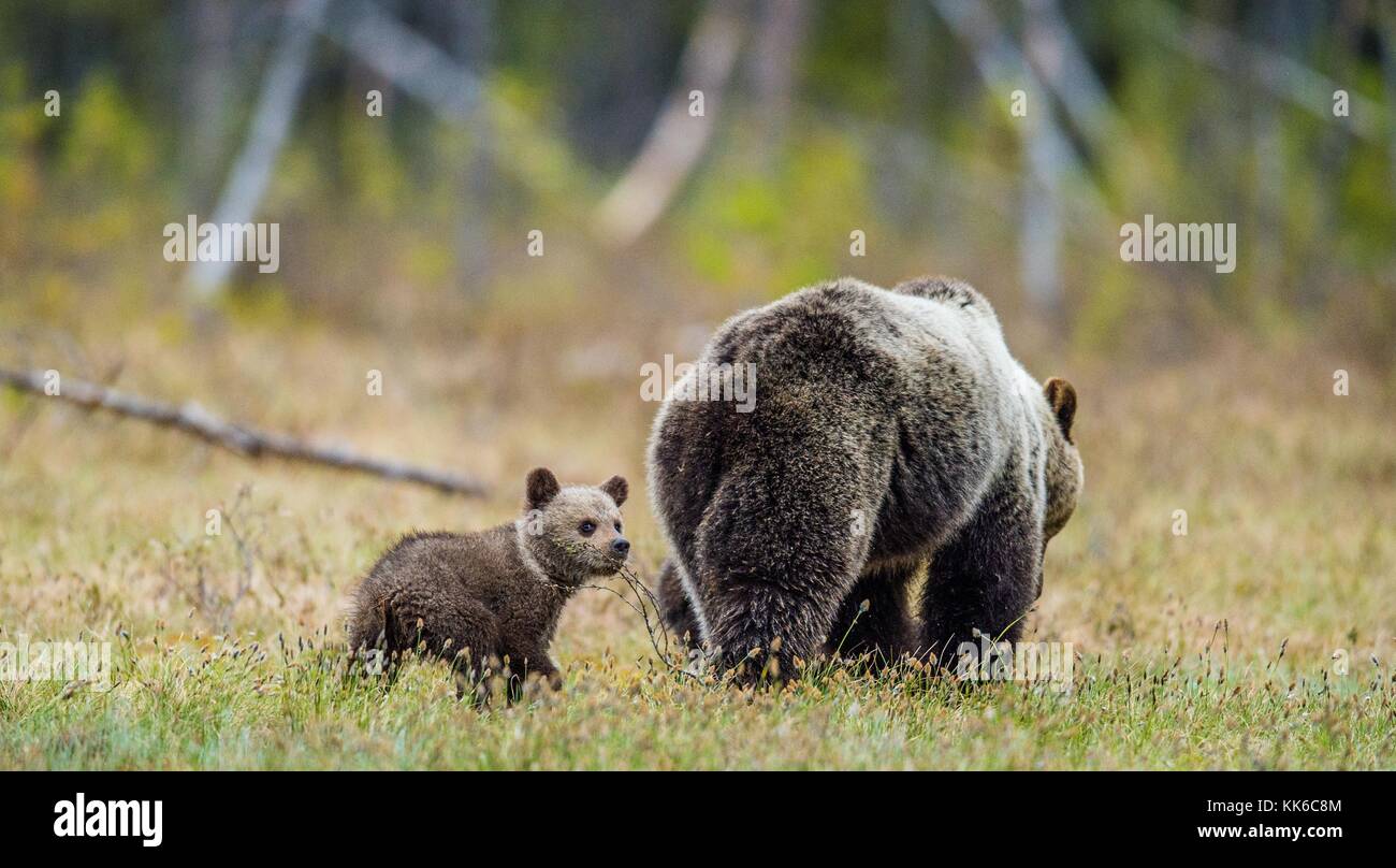 She-Bear and Cubs of Brown bear (Ursus Arctos Arctos) on the swamp in ...