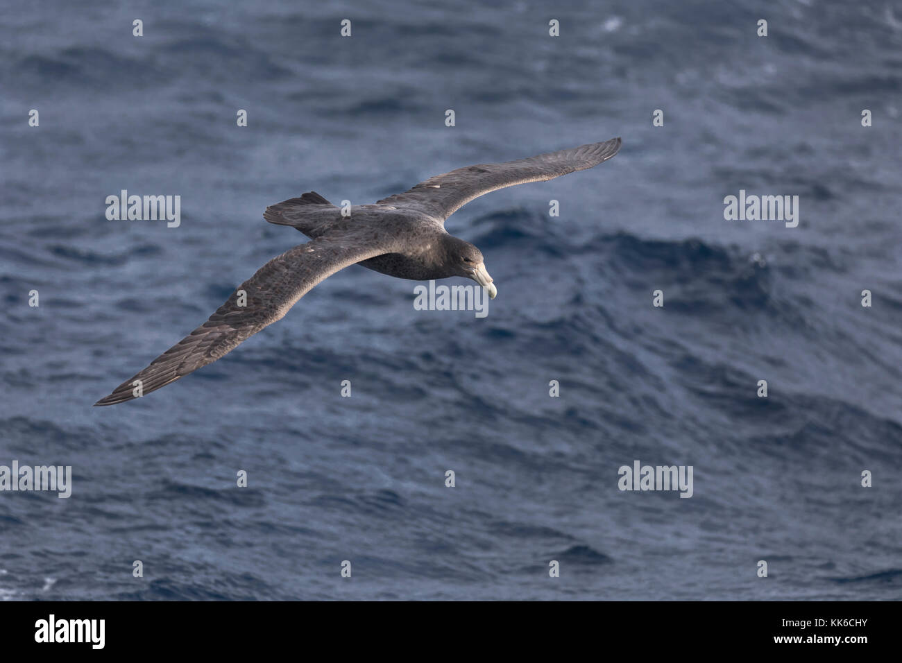 Southern giant petrel gliding above the South Atlantic Ocean Stock Photo