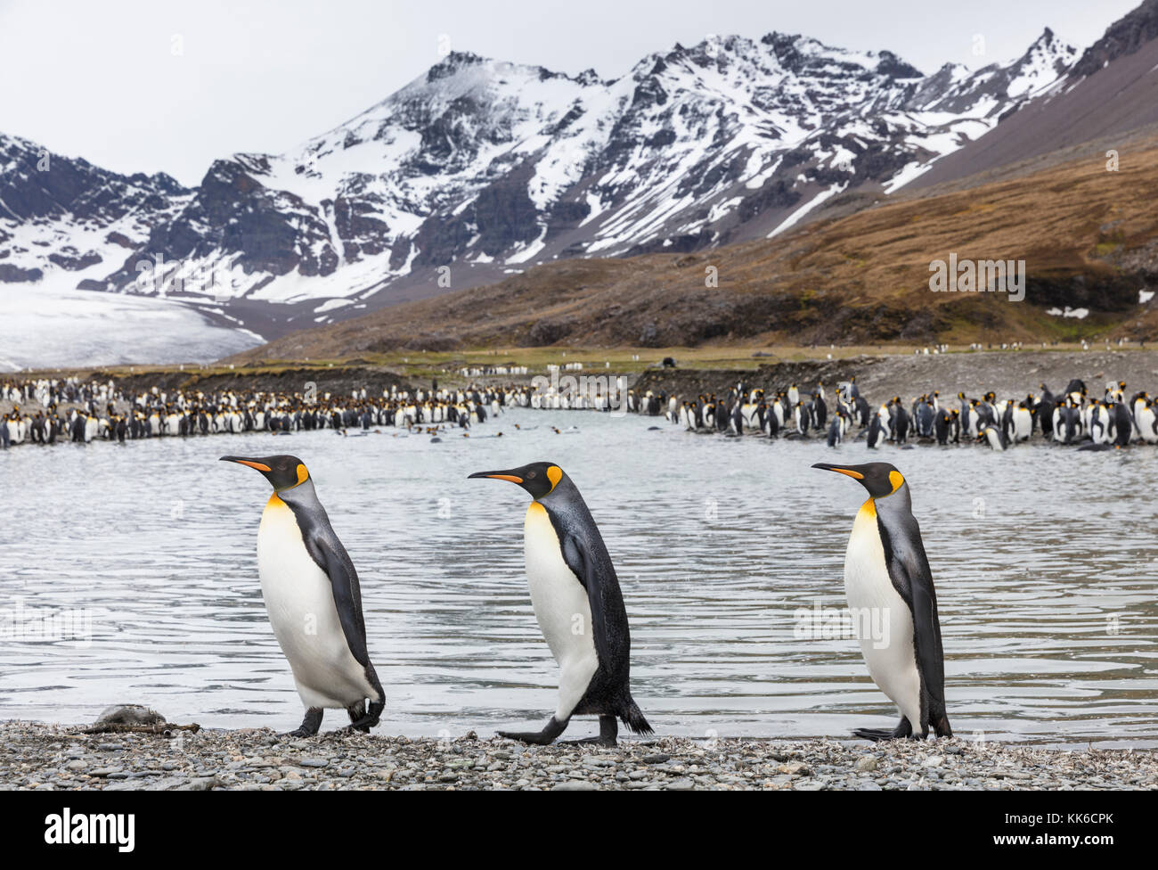 Three king penguins walking on beach shingle with penguin colony, glacier, and snow capped mountains of St Andrew's Bay, South Georgia Island in backg Stock Photo