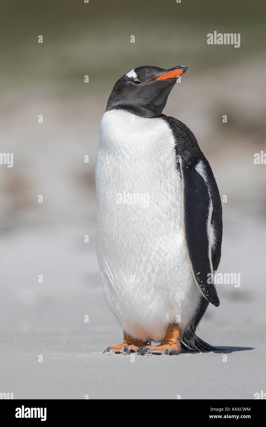 Lone gentoo penguin stands at attention near Leopard Beach on Carcass Island in the Falklands Stock Photo