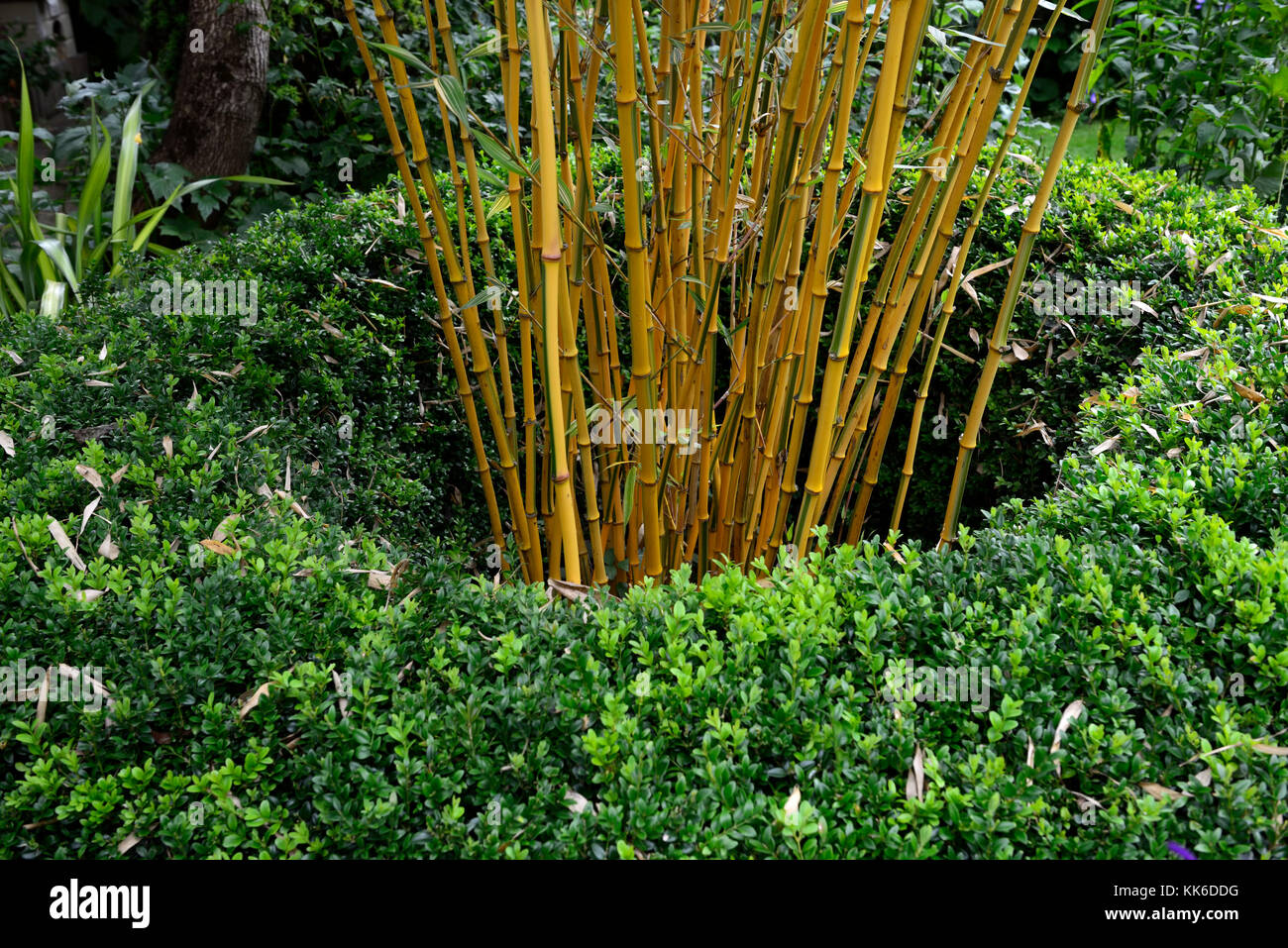 Bamboo Plant Structure