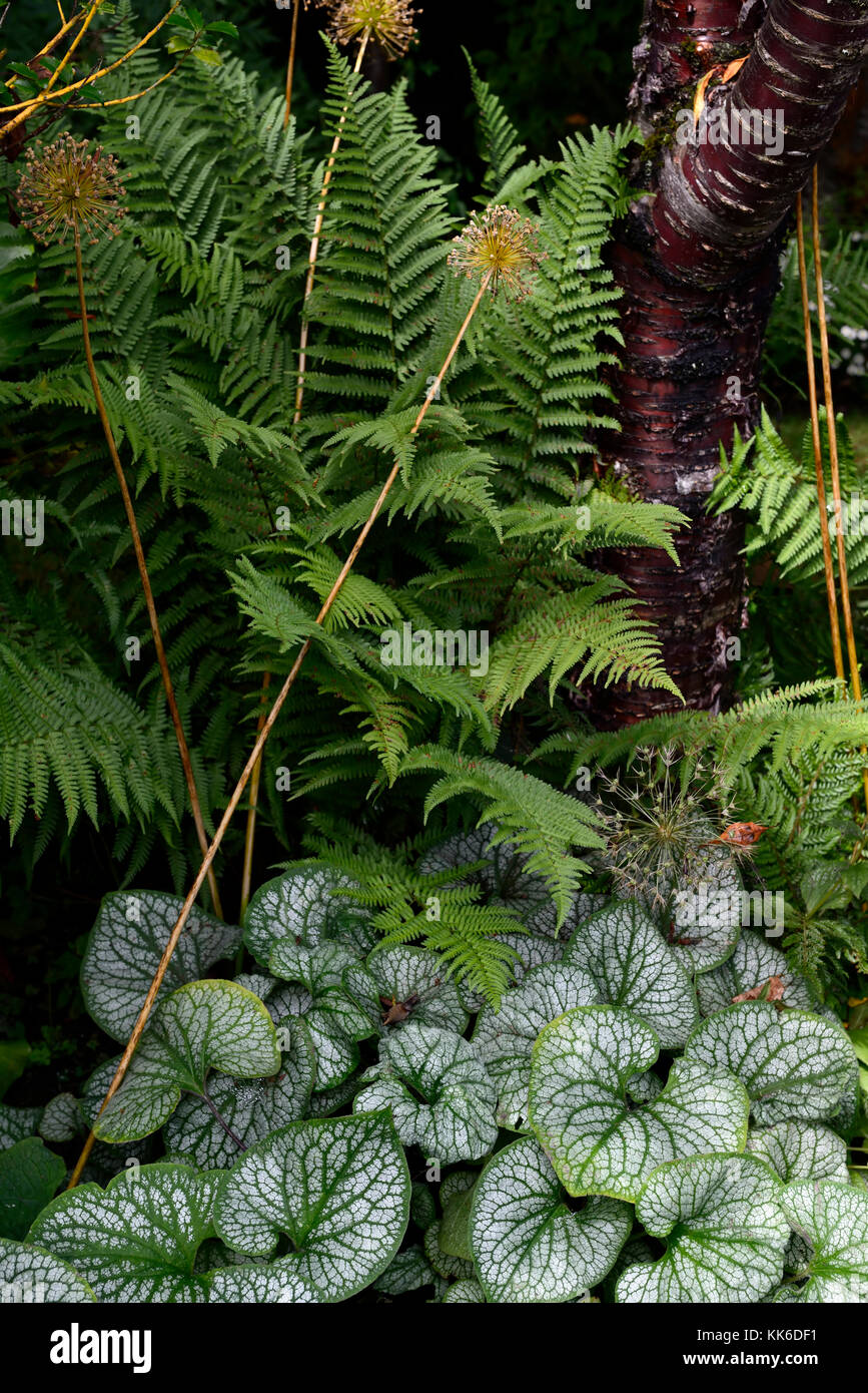 Brunnera macrophylla Jack frost, dryopteris,  prunus serrula tibetica, red, bark, tree, trunk,fern,frond,leaves,foliage,shade,shady,shaded,garden,gard Stock Photo