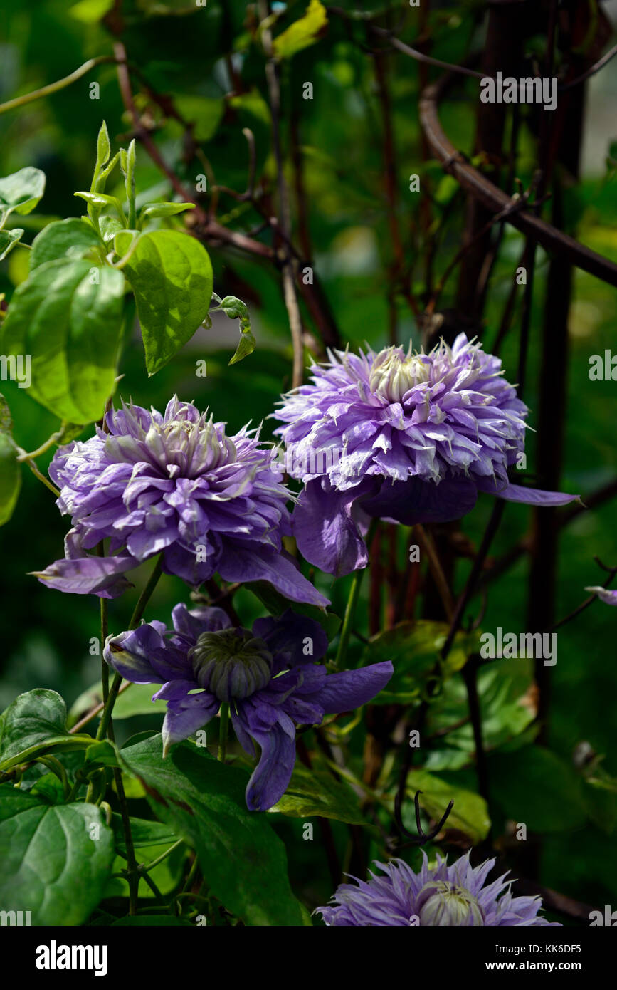 Clematis Multi blue, early large flowered clematis, blue, double, flowers, flower, flowering, climber, climbing, plant, creeper,trellis, garden, pruni Stock Photo