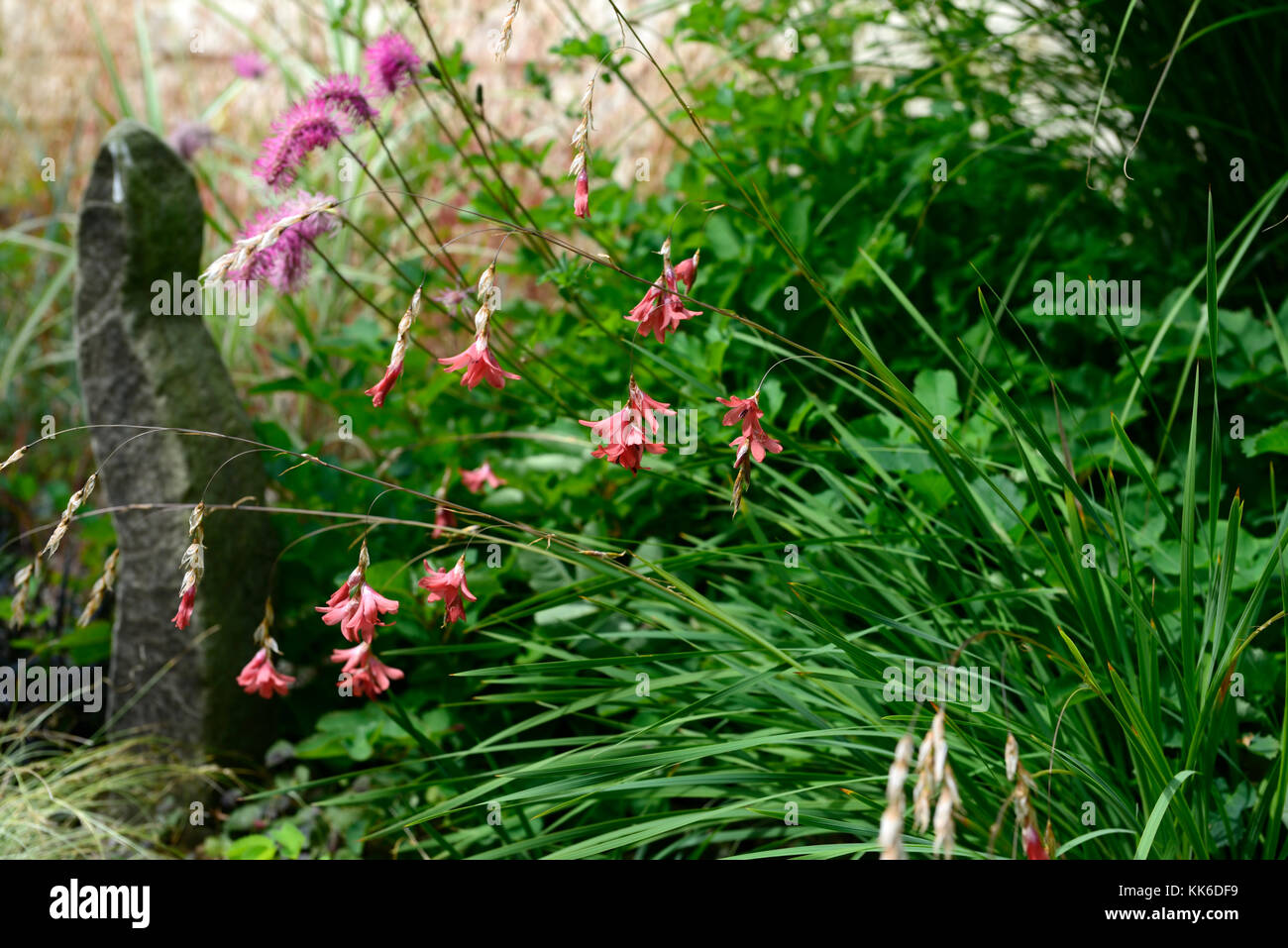dierama igneum, pink, coral, flowers, perennials, arching,arch, arched,plant, plants, dangling, hanging, bell ,shaped, angels fishing rods,RM Floral Stock Photo