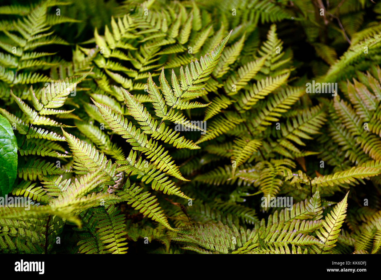 Dryopteris Erythrosora var prolifica,Lacy autumn fern,prolific copper shield fern,ferns,wood,woodland,shade,shady,plants,plant,leaves,fronds,foliage,  Stock Photo