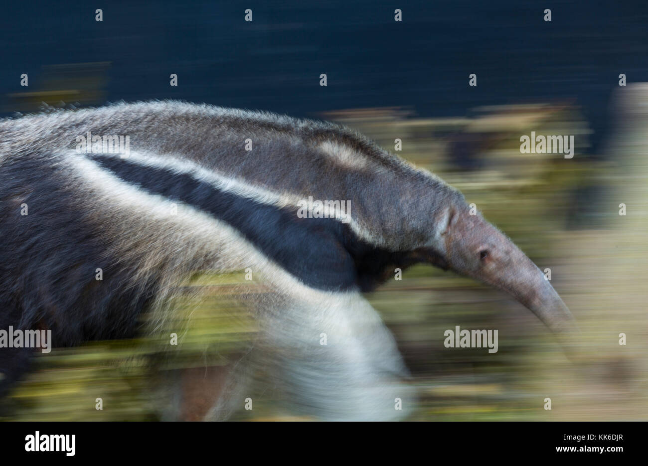 Giant anteater (Myrmecophaga tridactyla Stock Photo Alamy