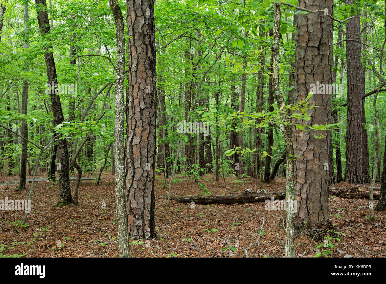 NC00947-00...NORTH CAROLINA - William B. Umstead State Park near Raleigh; forest at the campground. Stock Photo