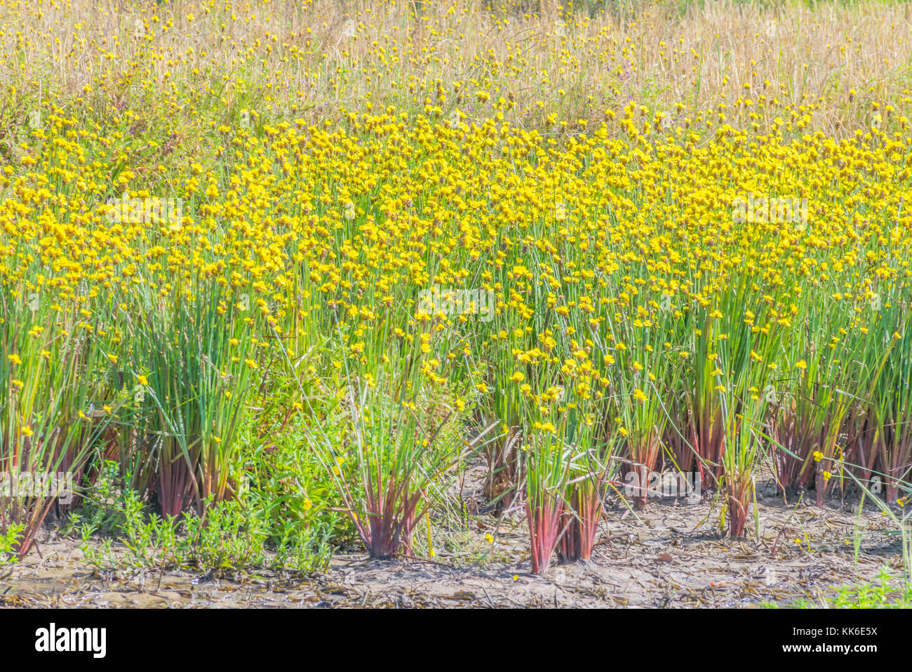 Tall  yellow-eyed grass,Xyridaceae,flower plant field in the harvest season of paddy rice in Thailand. Stock Photo