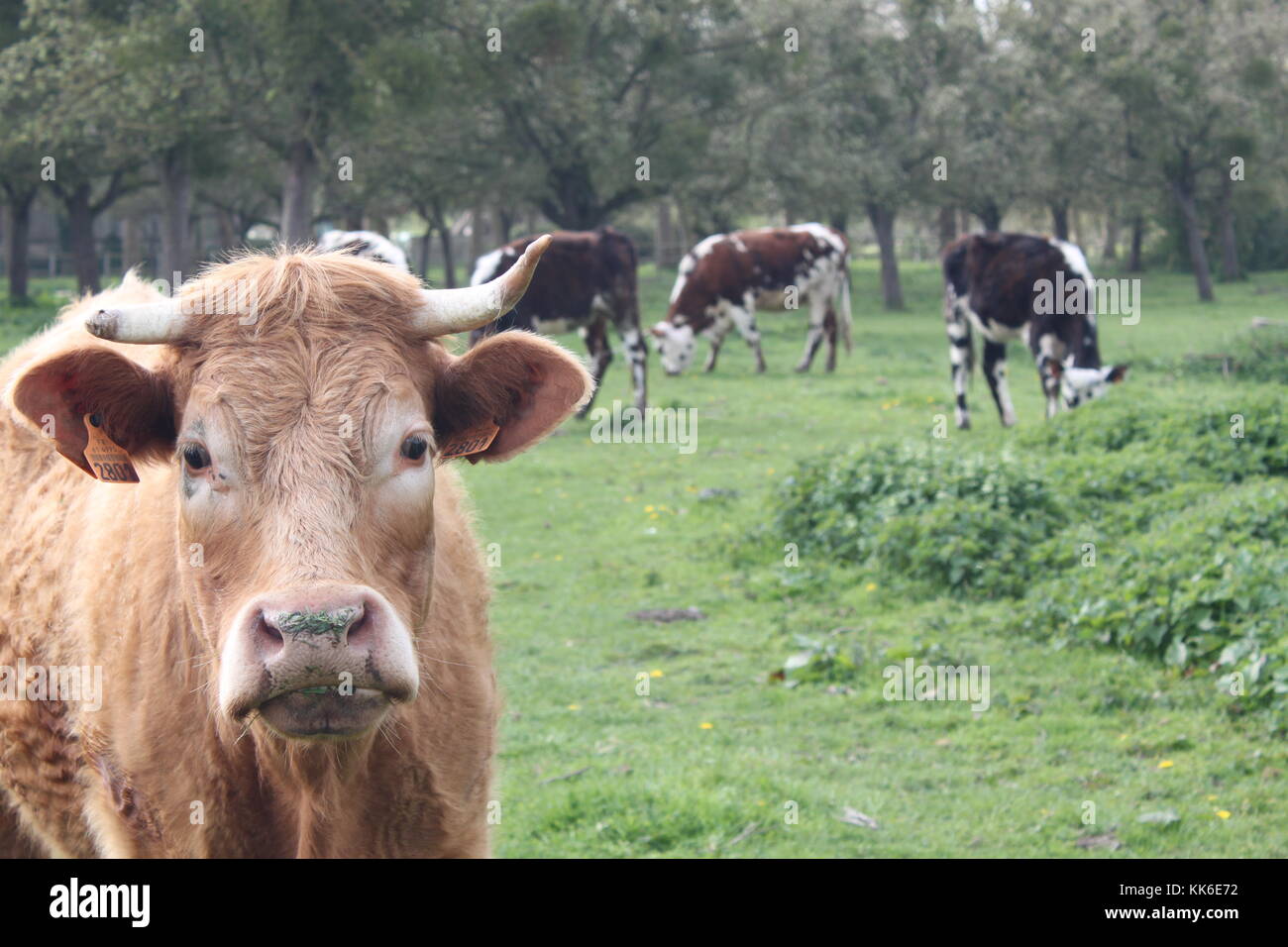 Brown cow in a field Stock Photo - Alamy