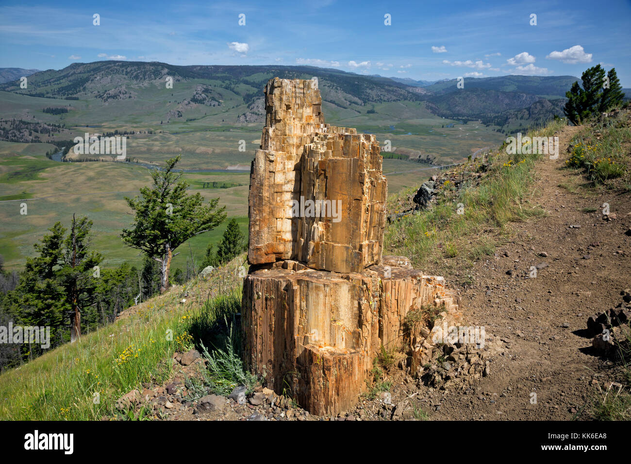 WY02686-00...WYOMING - A section of a petrified tree viewed on the Petrified Trees trail while over looking the Lamar Valley in Yellowstone National P Stock Photo
