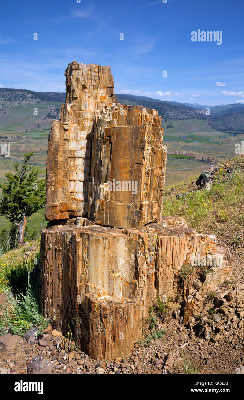 WY02687-00...WYOMING - A section of a petrified tree viewed on the Petrified Trees trail while over looking the Lamar Valley in Yellowstone National P Stock Photo