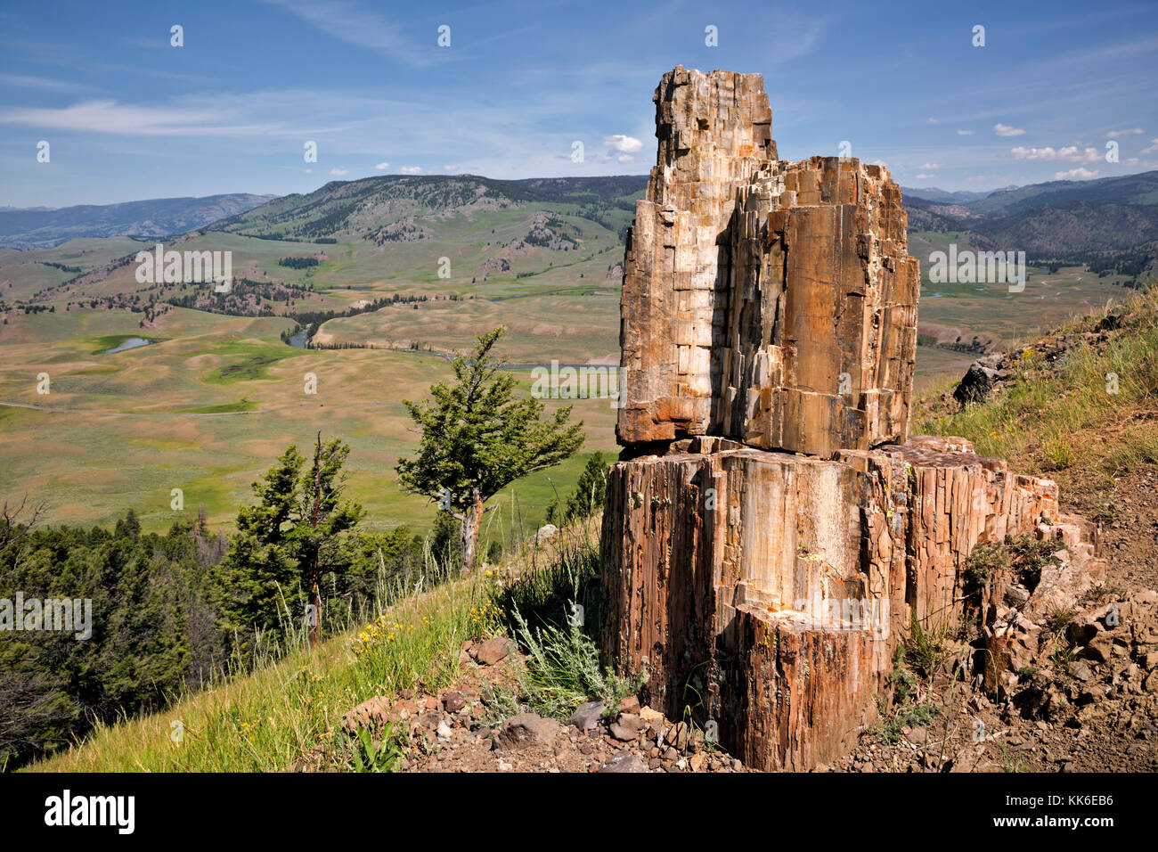 WY02688-00...WYOMING - A section of a petrified tree viewed on the Petrified Trees trail while over looking the Lamar Valley in Yellowstone National P Stock Photo