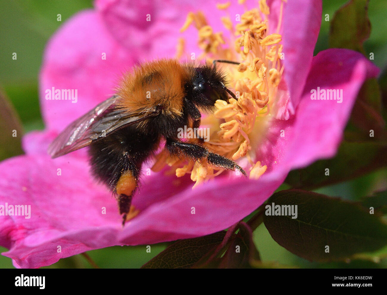 Bee waggle dance hi-res stock photography and images - Alamy