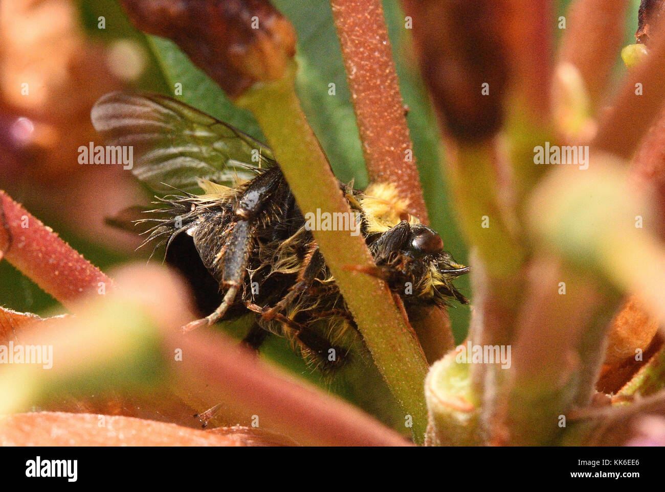 Bee waggle dance hi-res stock photography and images - Alamy