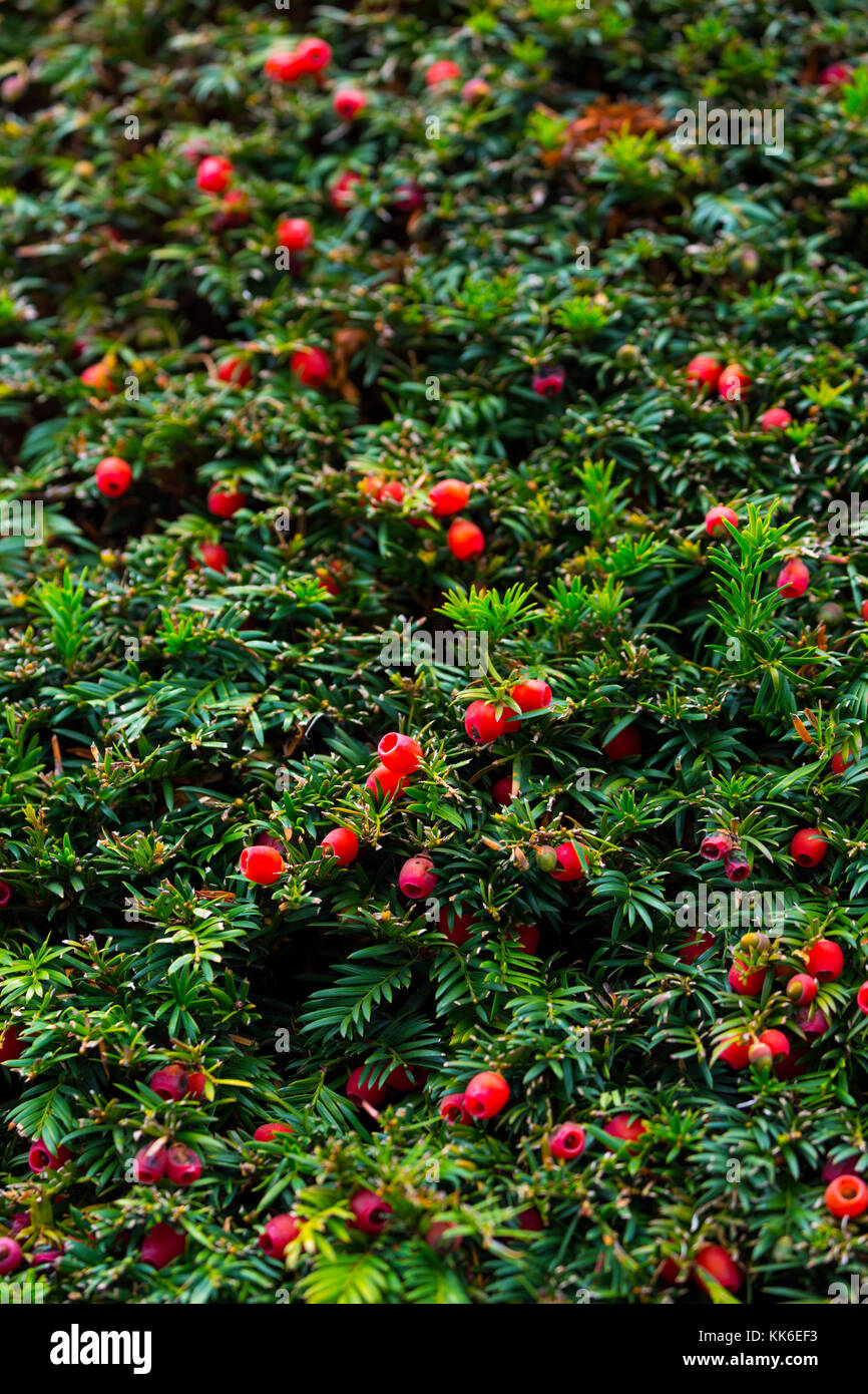 European yew (Taxus baccata) Stock Photo