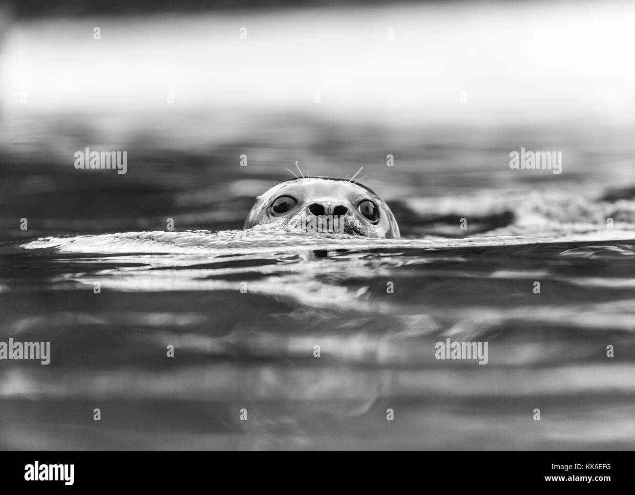 Spotted seals Black and White Stock Photos & Images Alamy