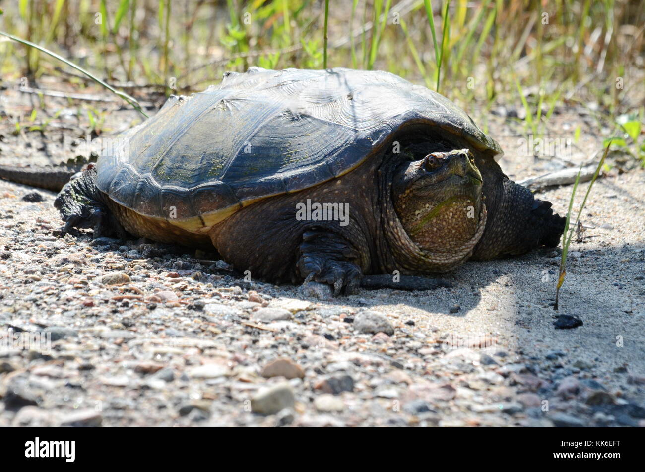 A Snapping turtle in the wilderness in Ontario, Canada Stock Photo Alamy