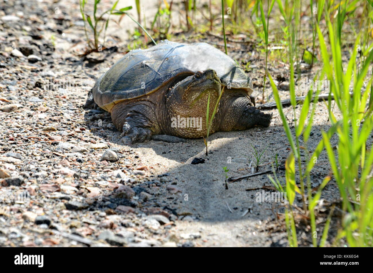 A Snapping turtle in the wilderness in Ontario, Canada Stock Photo Alamy