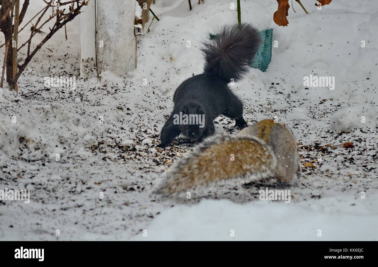 Squirrels fighting over bird feed in the winter Stock Photo Alamy