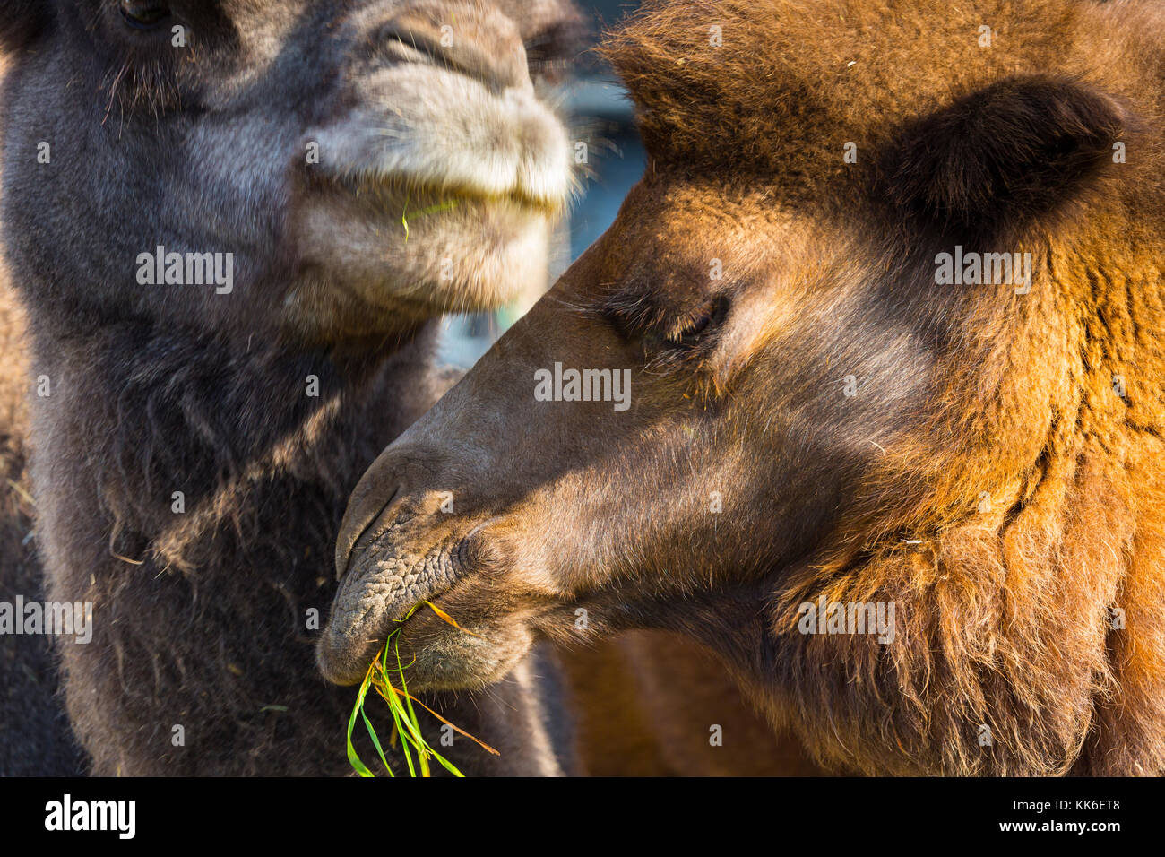 Bactrian Camel Camelus Bactrianus Stock Photo Alamy Bactrian Camel Camelus Bactrianus Stock Photo Alamy