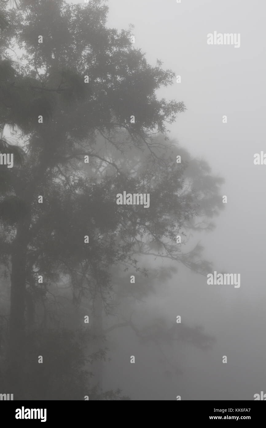 Southern Pine trees in the fog, Ocala National Forest, Florida, Stock Photo