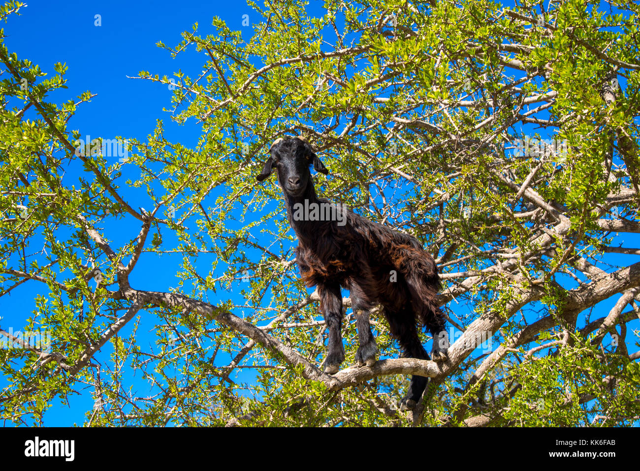 goats eating nuts of Argan tree for the famous argan oil in Essaouira