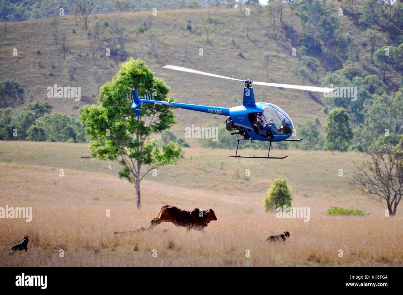 MUSTERING CATTLE BY HELICOPTER Stock Photo Alamy