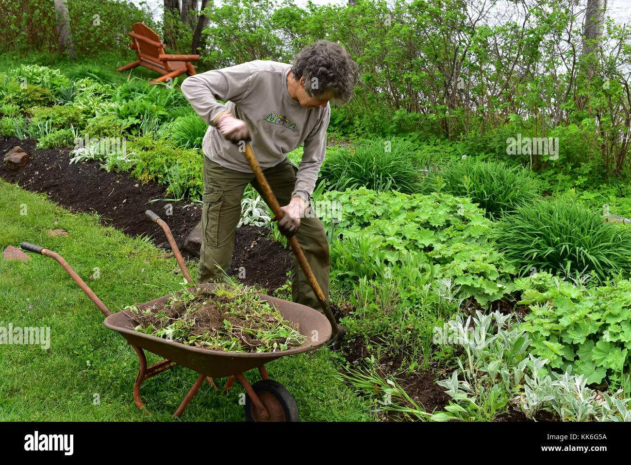 Female volunteer gardener working in a garden in the park in Speculator, NY, USA Stock Photo