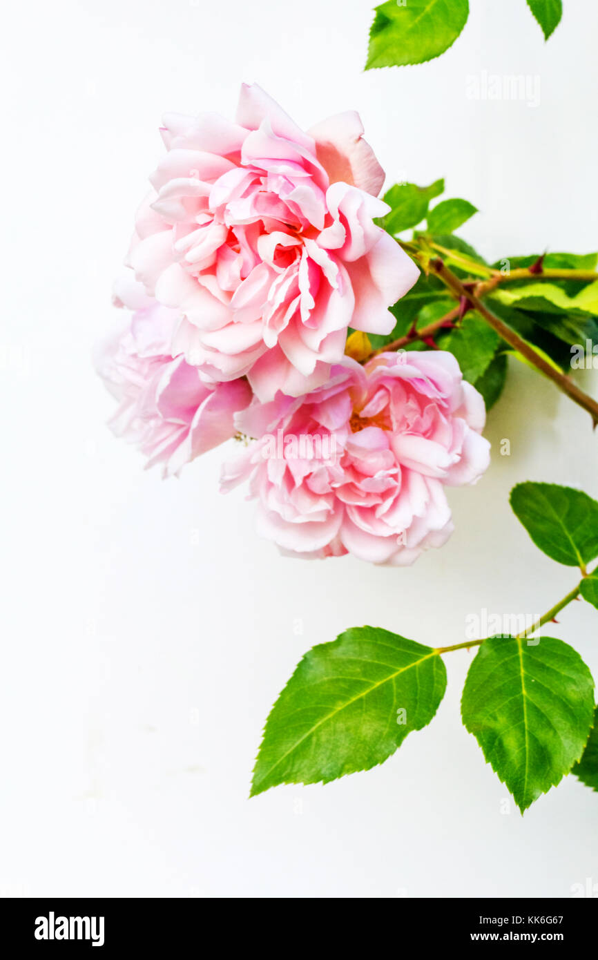 Beautiful pink roses artistic background Stock Photo - Alamy