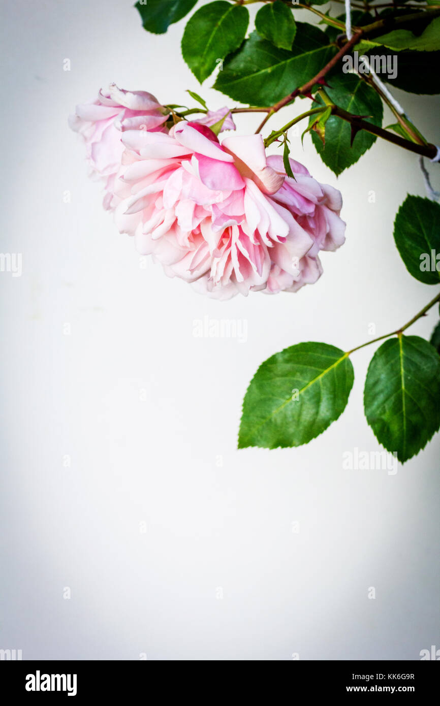 Beautiful pink roses artistic background Stock Photo - Alamy