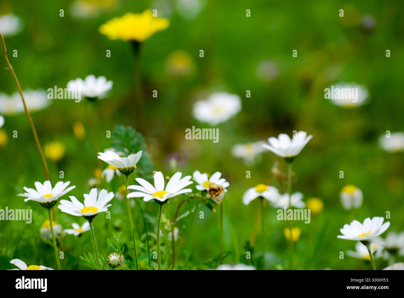 Daisy meadow at nature Stock Photo Alamy