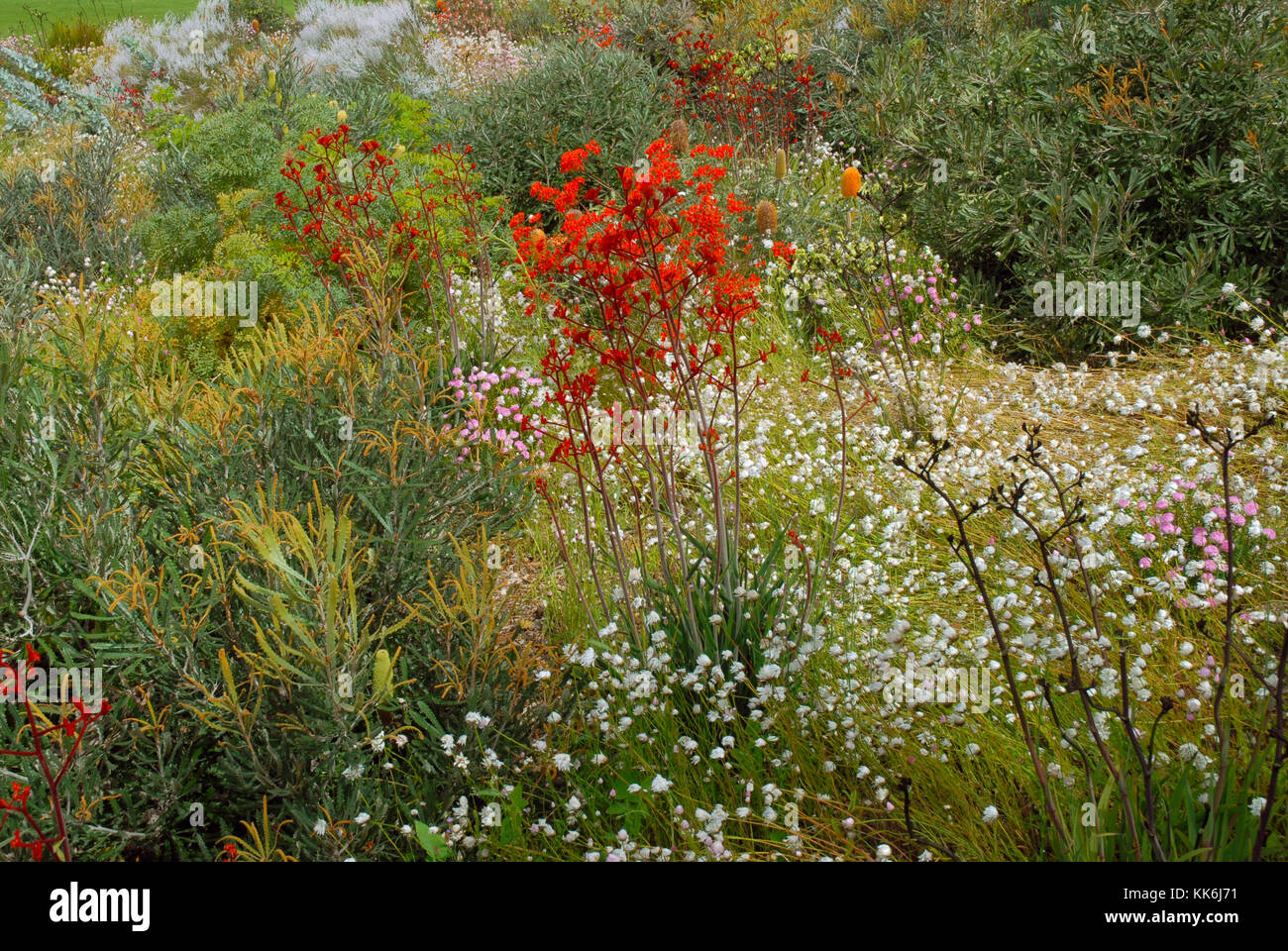 Flowers and plants, Perth, Australia Stock Photo Alamy