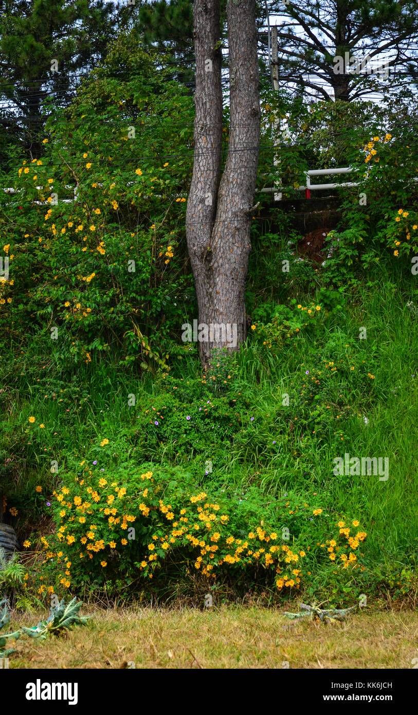 Mexican sunflowers blooming at the forest in Dalat, Vietnam. Stock Photo