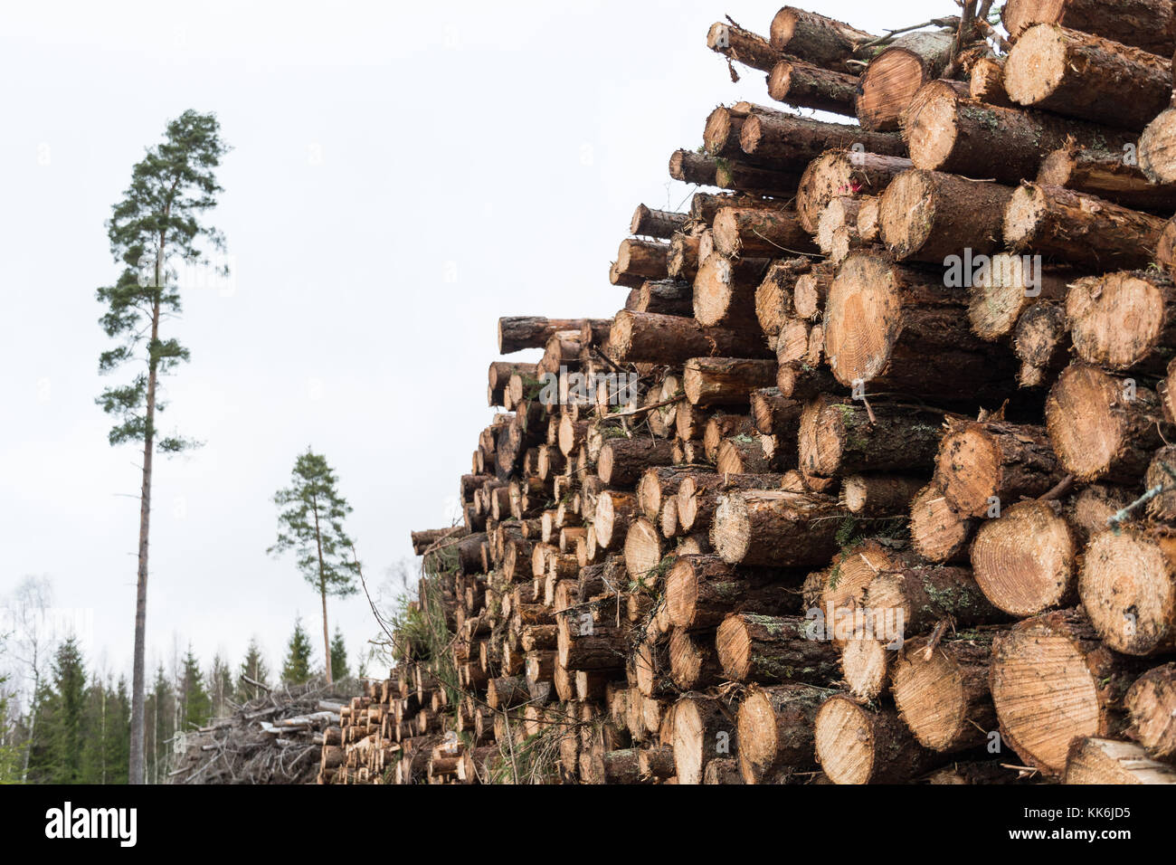 Coniferous pulpwood pile in a forest with pine trees and firs in the background Stock Photo Alamy