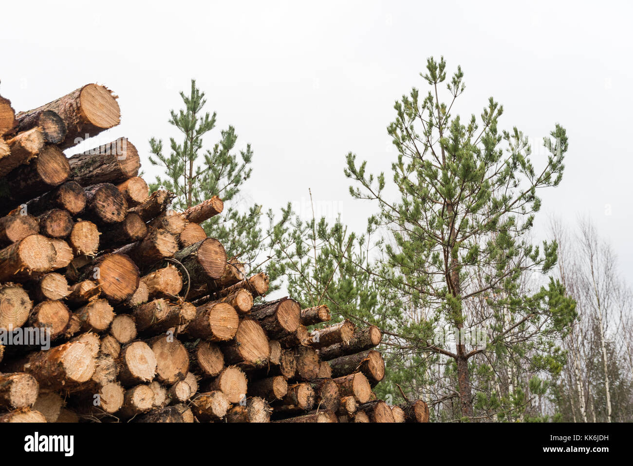 Coniferous pulpwood heap in a pine tree forest Stock Photo Alamy