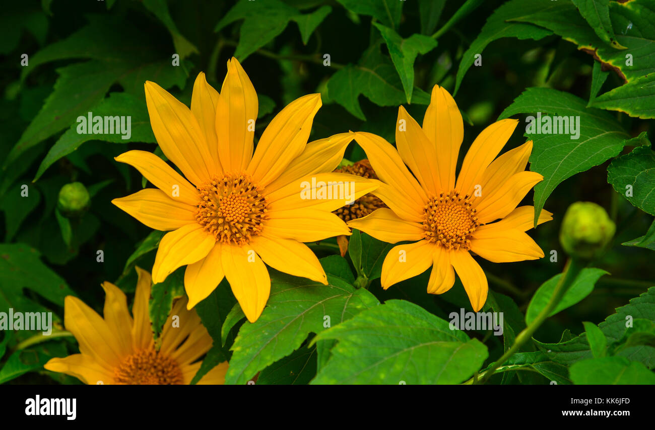 Mexican sunflowers blooming at spring time in Dalat, Vietnam. Stock Photo